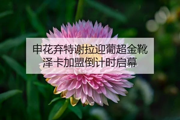 申花弃特谢拉迎葡超金靴 泽卡加盟倒计时启幕